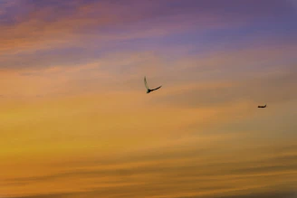 A sleek airplane soaring above the African savannah at sunset.