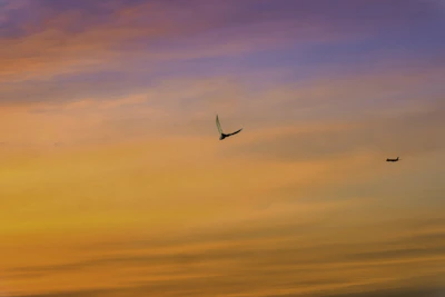 A sleek airplane soaring above the African savannah at sunset.