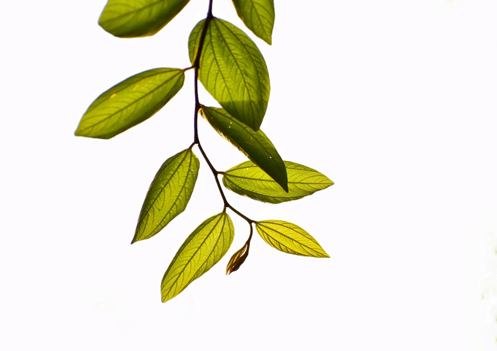 green leaves on white background