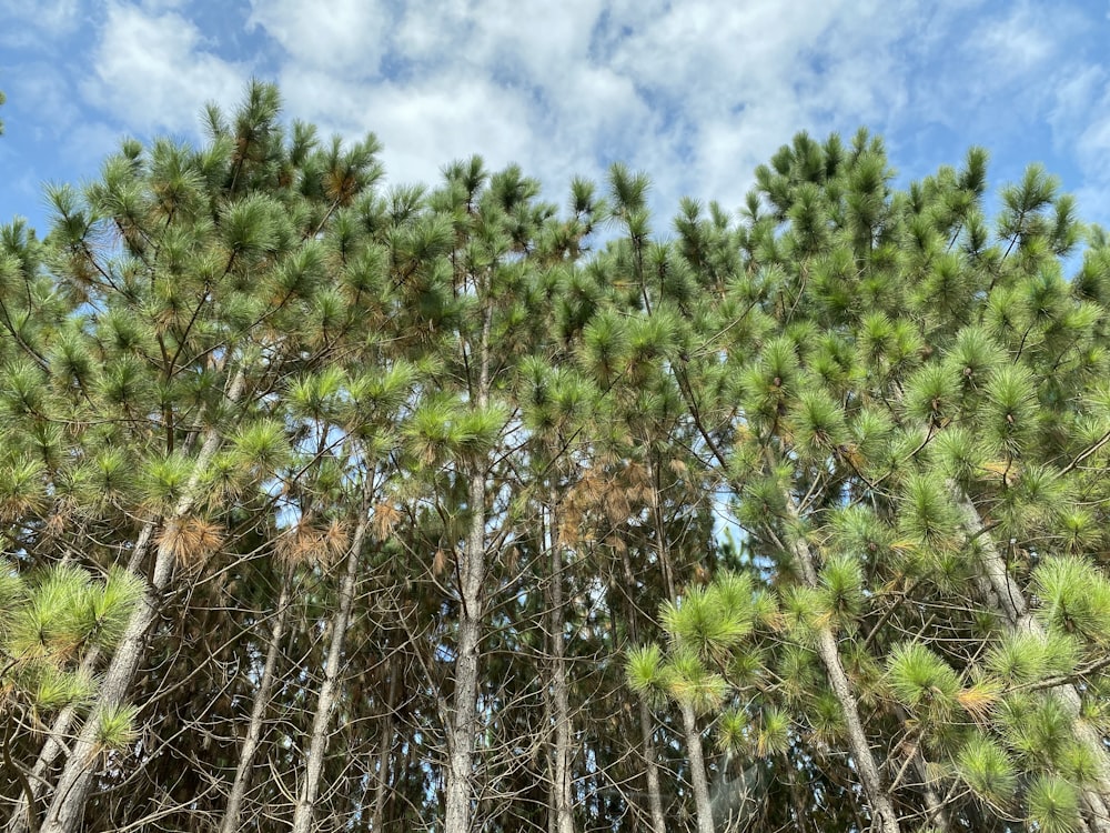 green trees under blue sky during daytime