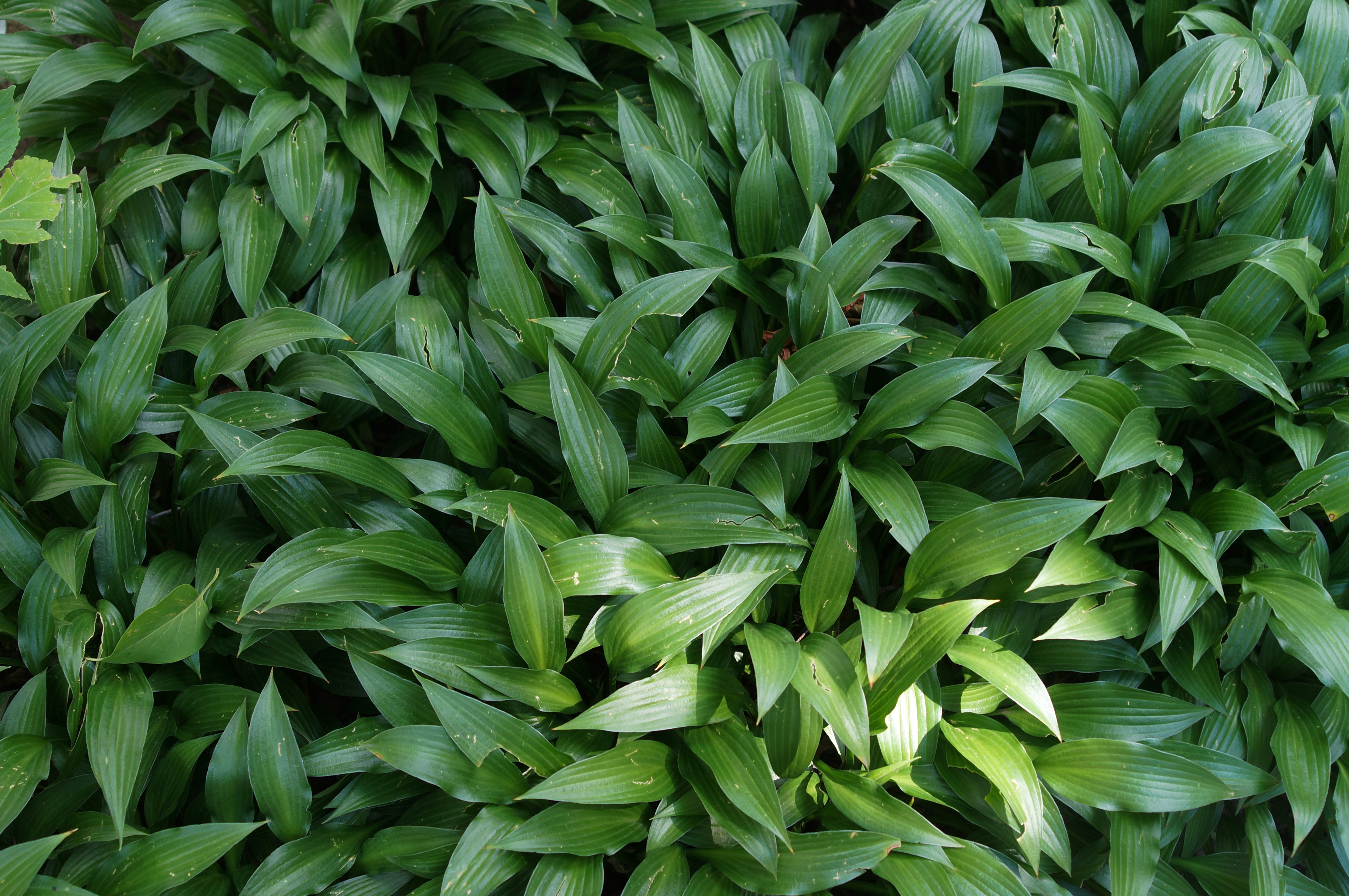 green leaves plant during daytime