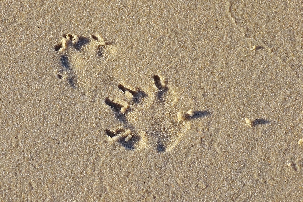 foot prints on brown sand