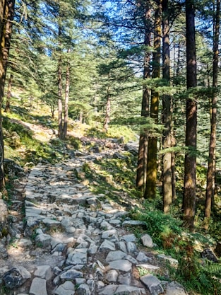 green trees and rocks during daytime