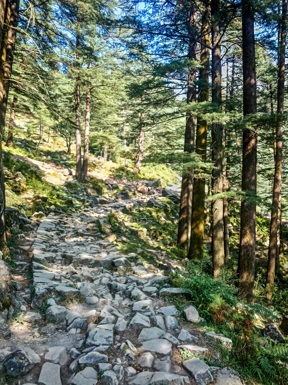 green trees and rocks during daytime