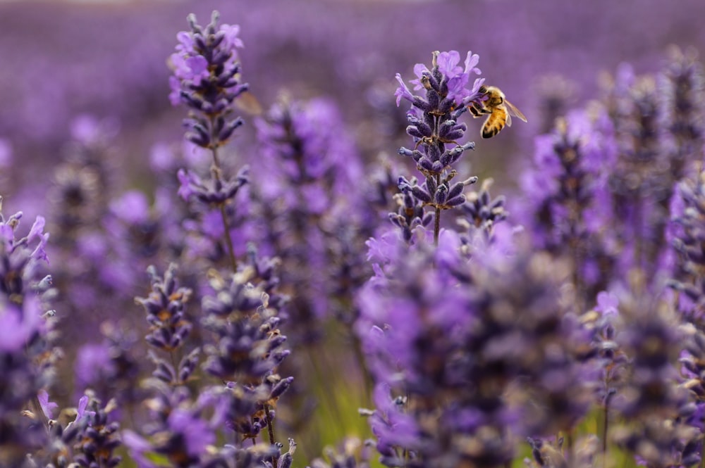 purple flower field during daytime