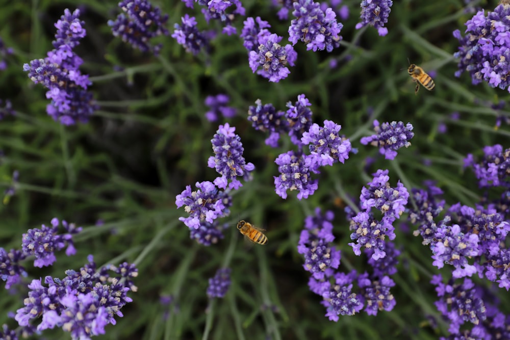 purple flower in tilt shift lens