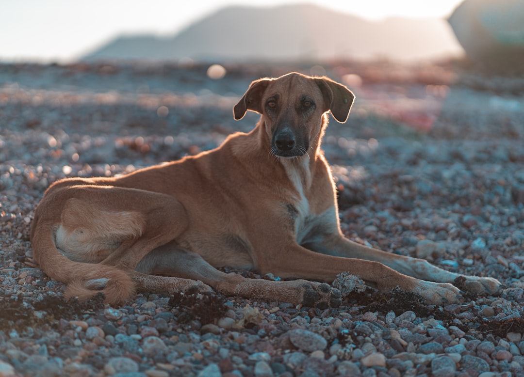 brown short coated dog lying on ground during daytime