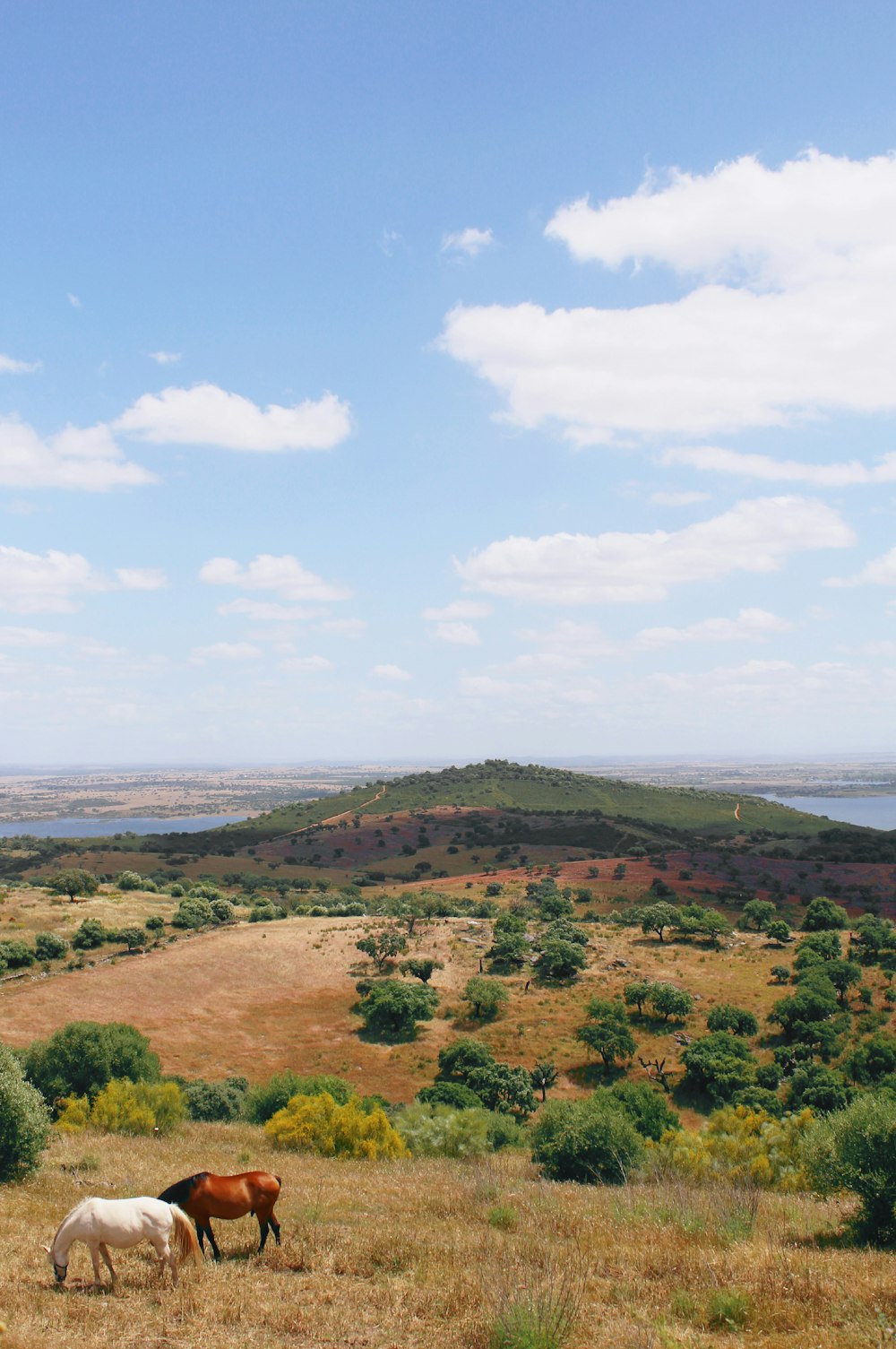 campo de grama verde perto do corpo de água sob o céu azul durante o dia