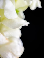 A close-up of delicate flowers in muted tones, evoking a sense of calm.
