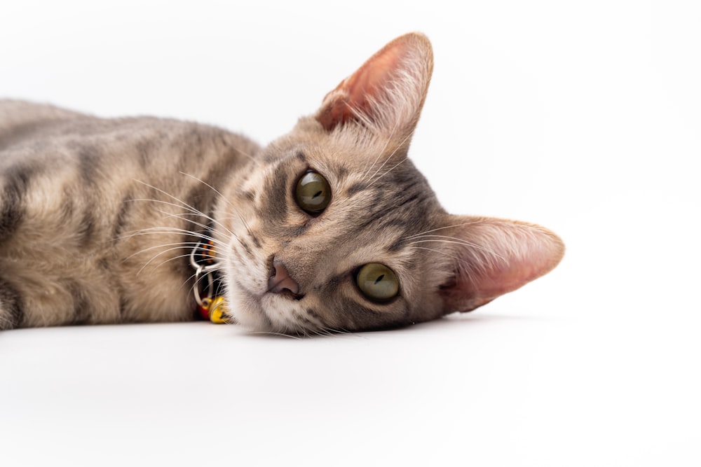 silver tabby cat lying on white textile