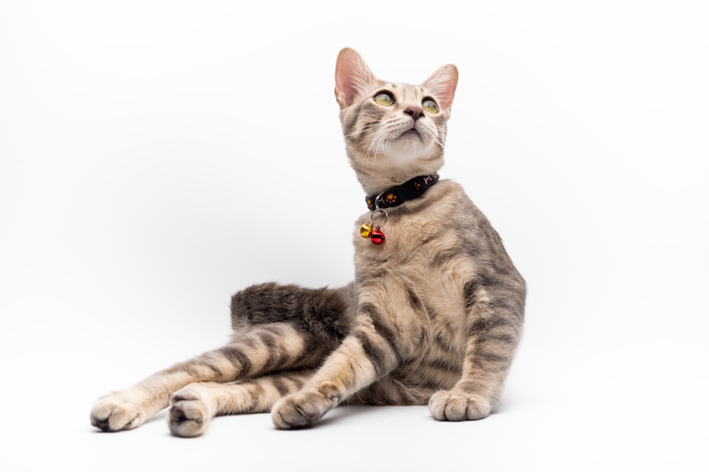 brown tabby cat on white surface