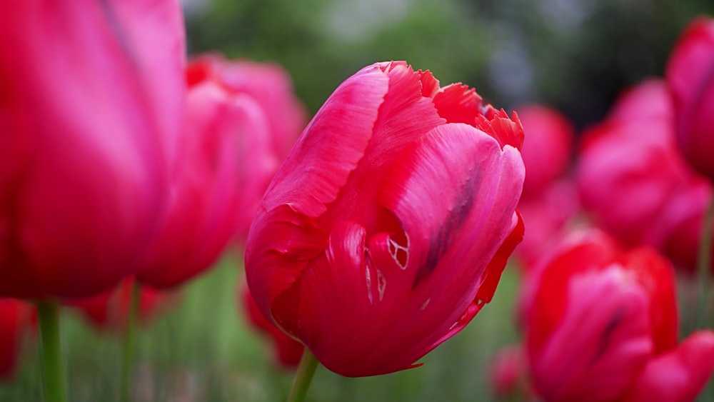 pink tulip in bloom during daytime