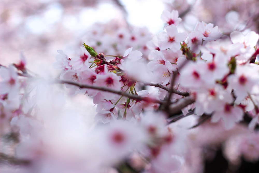 white and red cherry blossom in close up photography