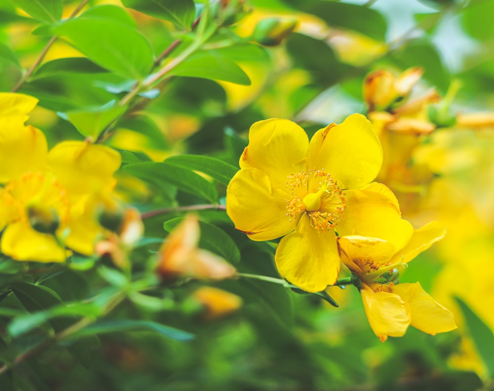 yellow flower in tilt shift lens