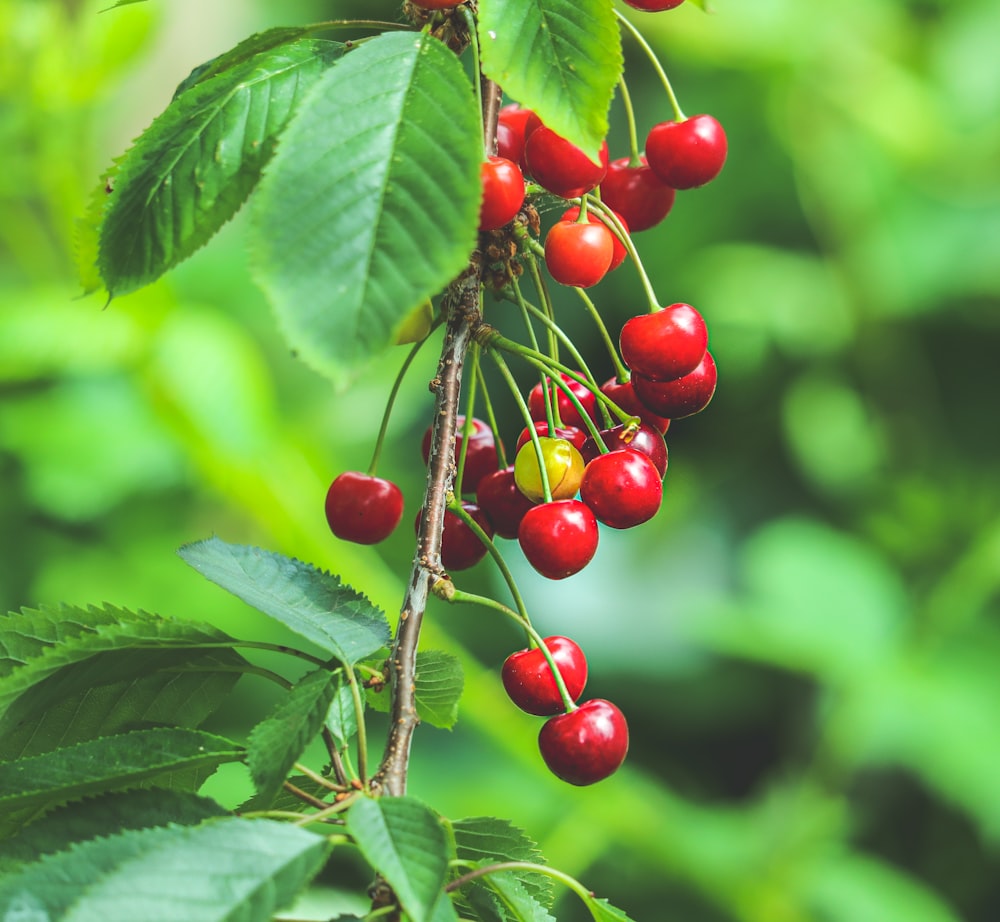 rote runde Früchte auf grünen Blättern