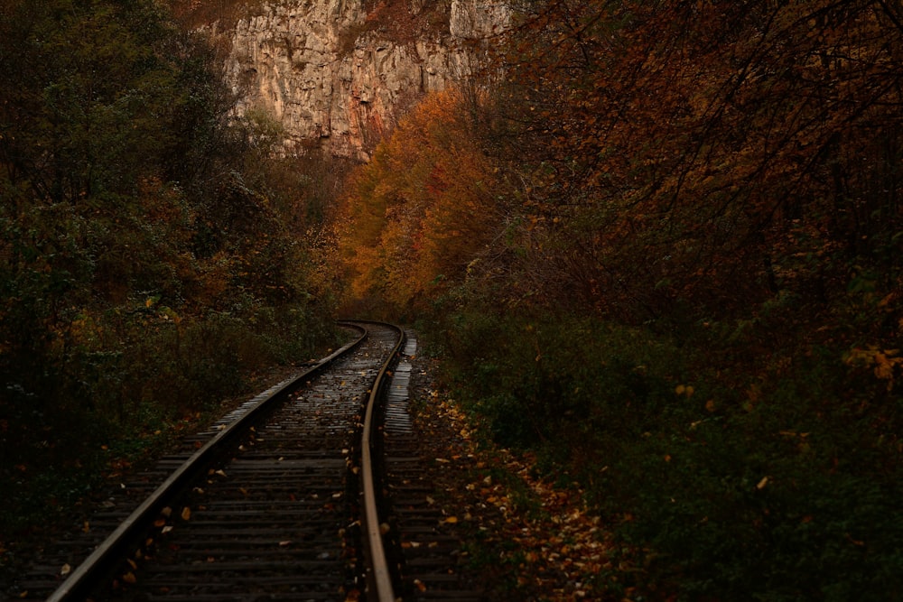 train rail in the forest