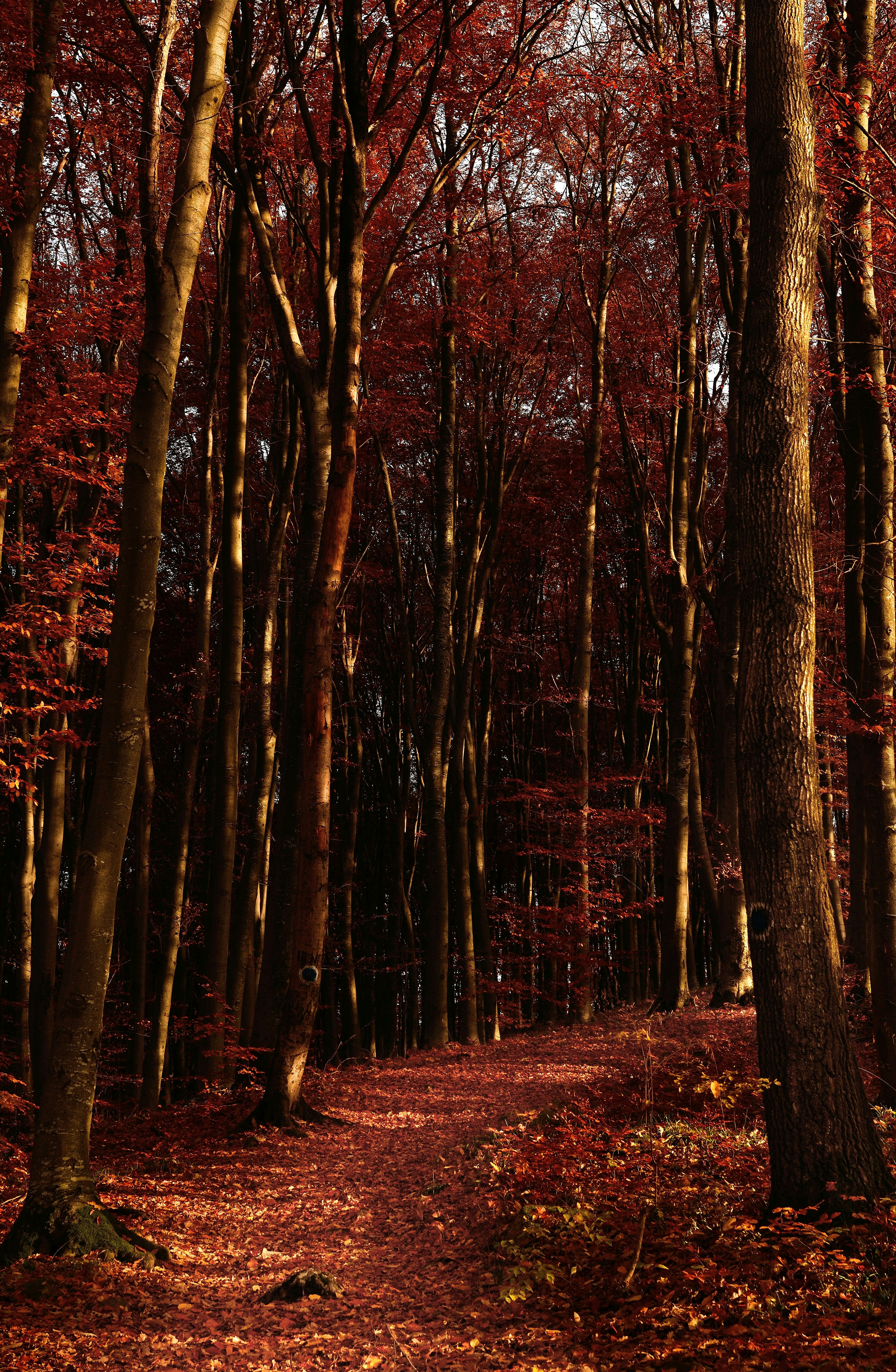 Photo by illes_cristi