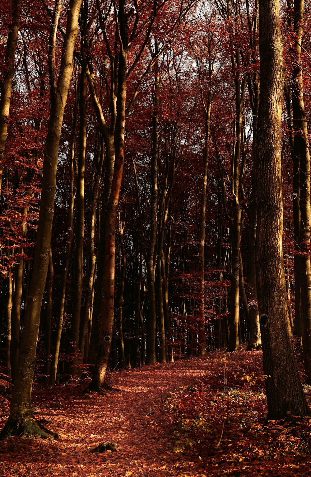 brown trees on brown field during daytime