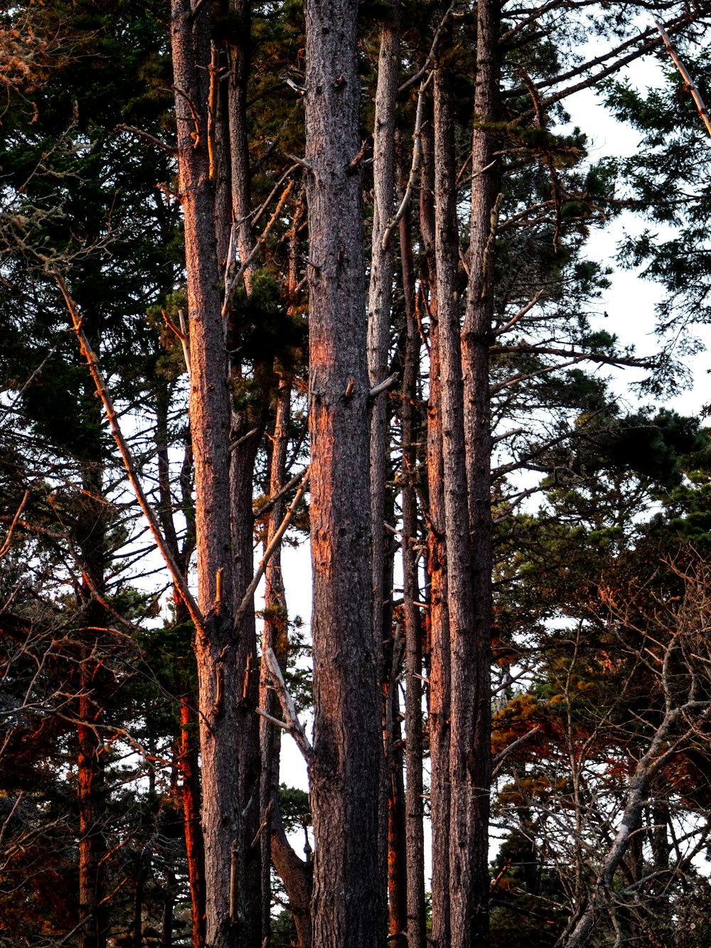 brown trees with green leaves