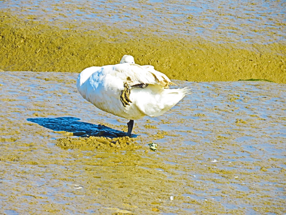 white duck on brown sand during daytime