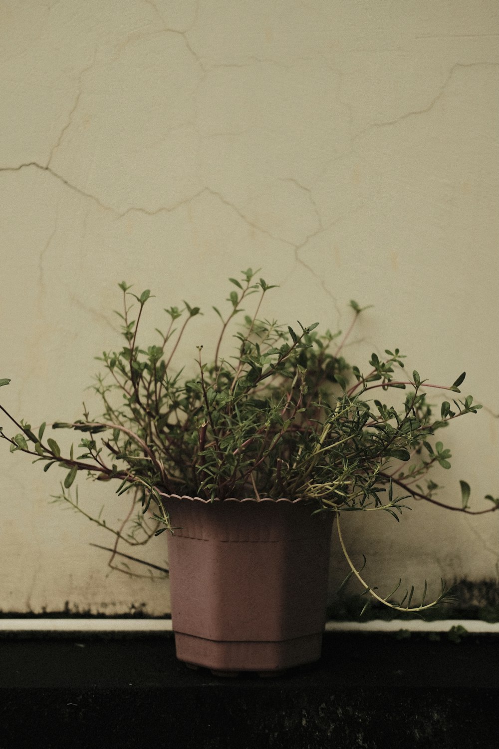 green plant on brown clay pot