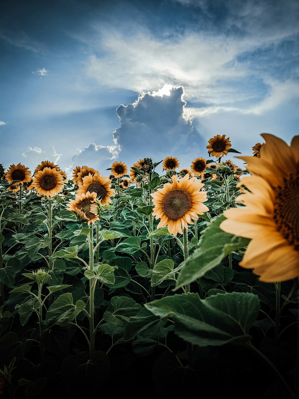 sunflower field under blue sky during daytime