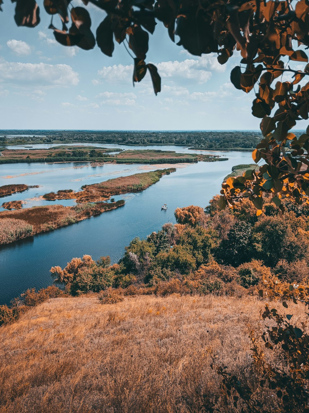 brown and green leaves near body of water during daytime