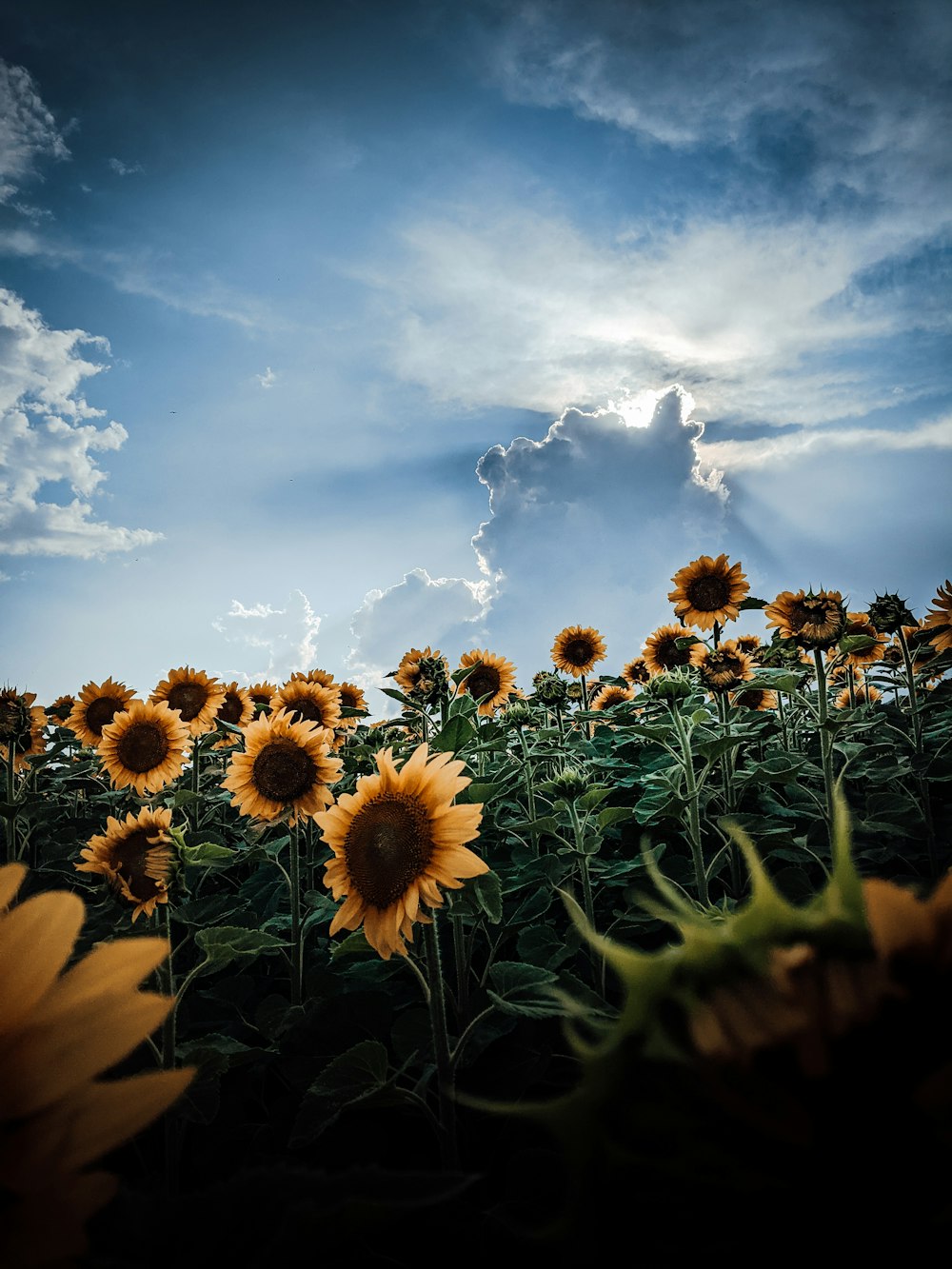 sunflower field under blue sky during daytime