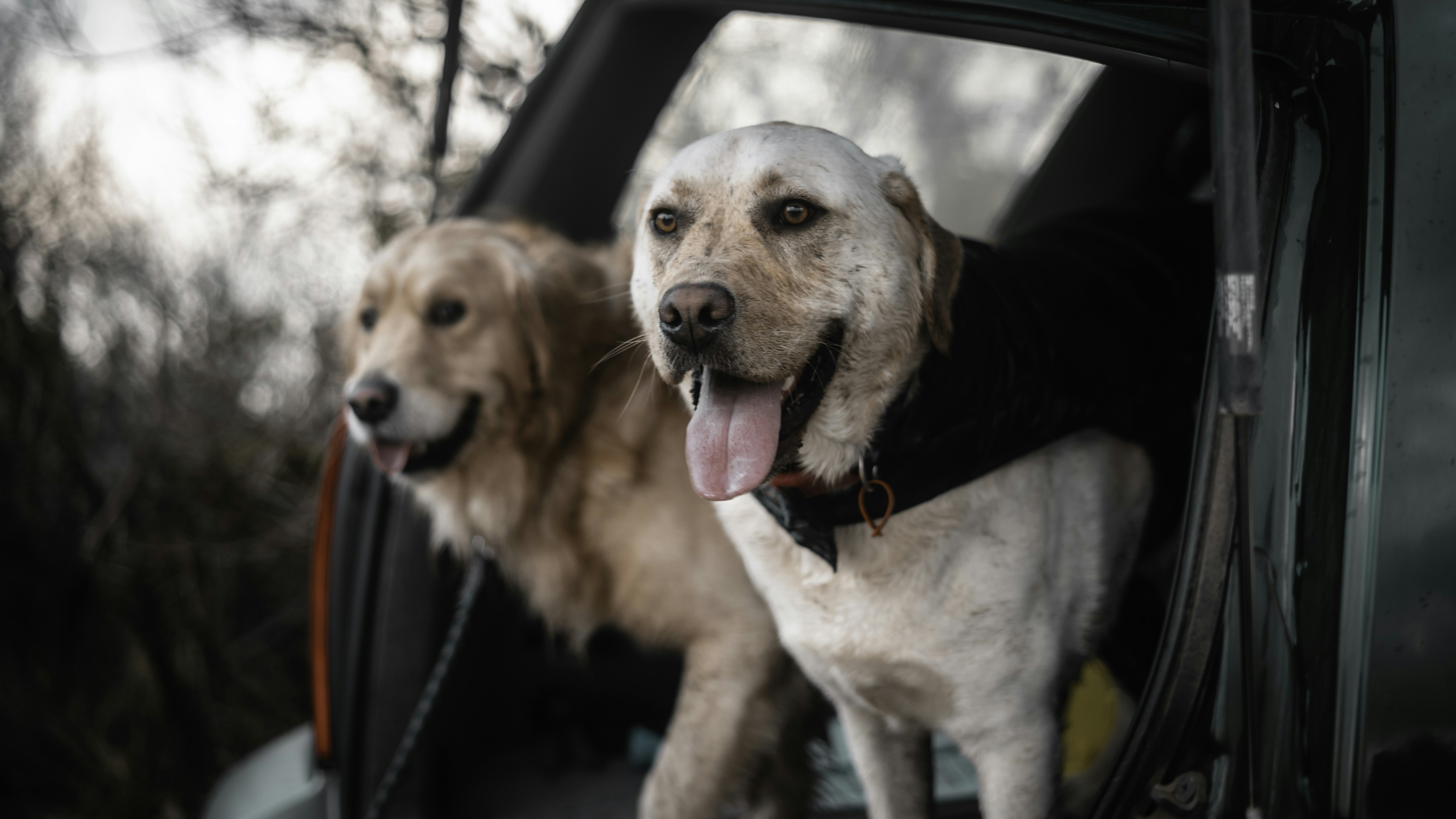 Dog in crate with accessories