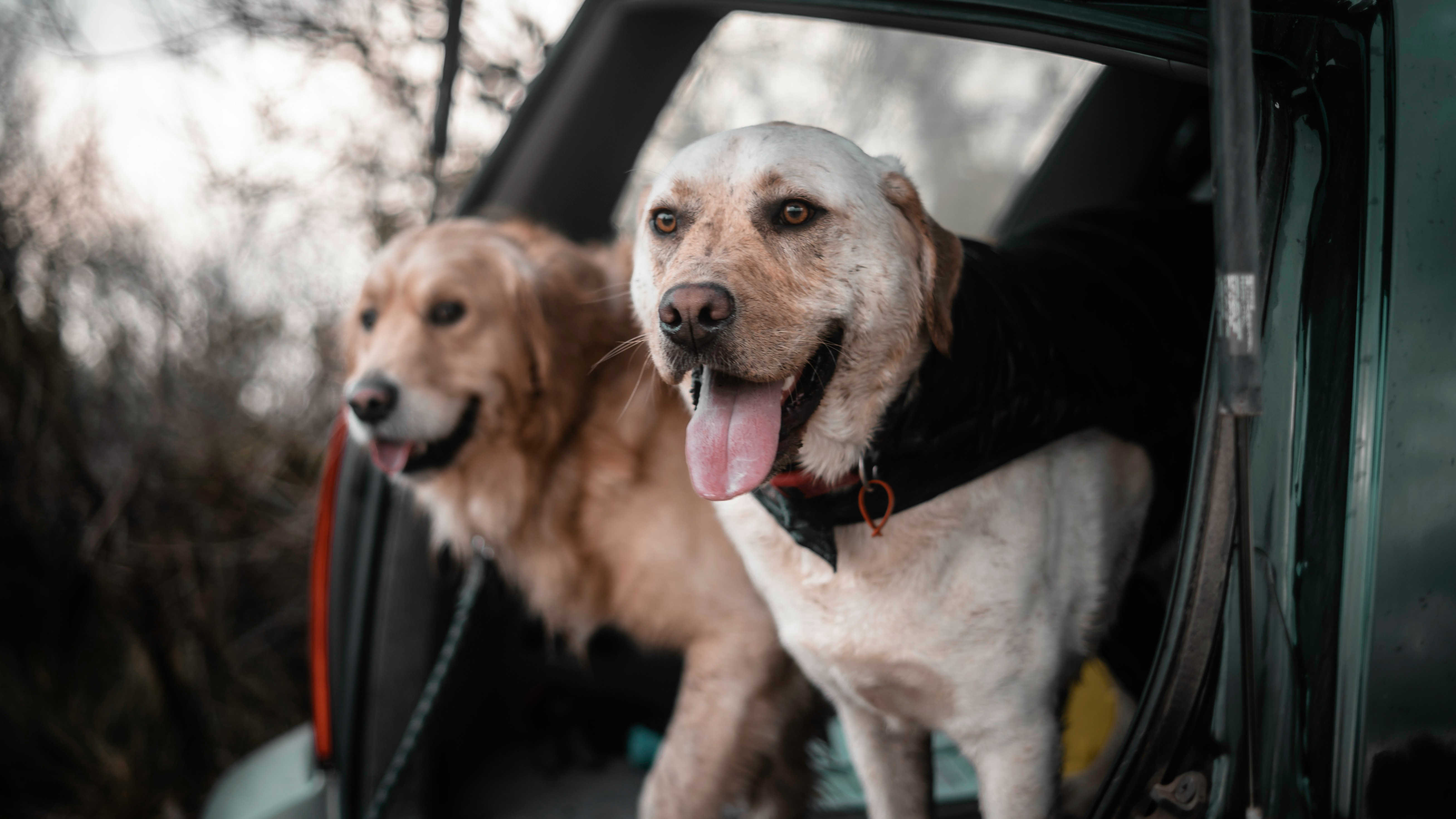 brown and white short coated dog on car window during daytime