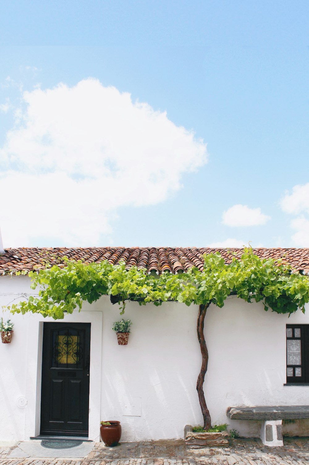 white concrete house with green plants