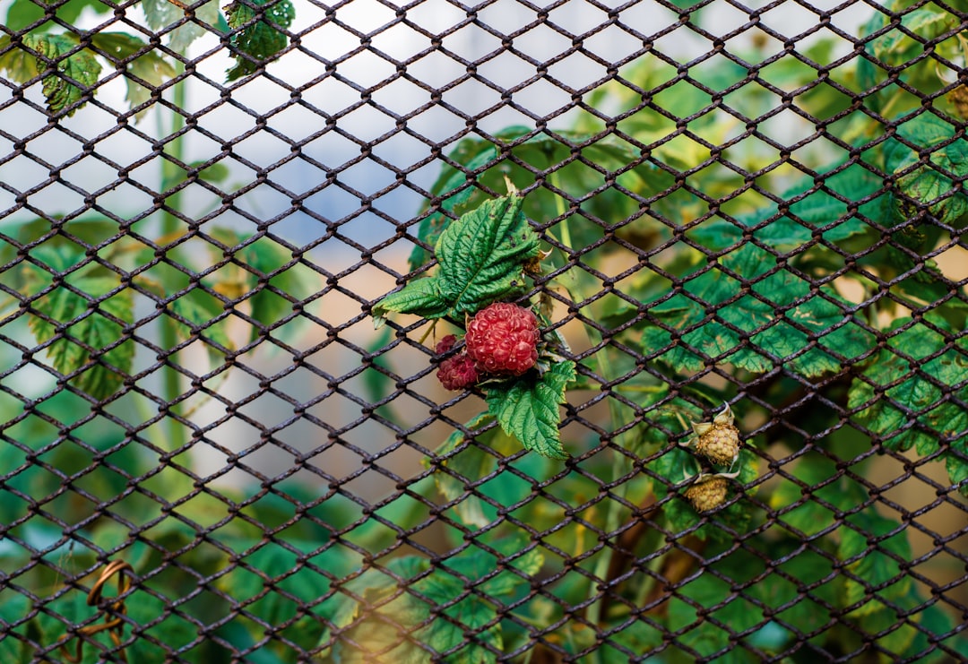 red flower on green net