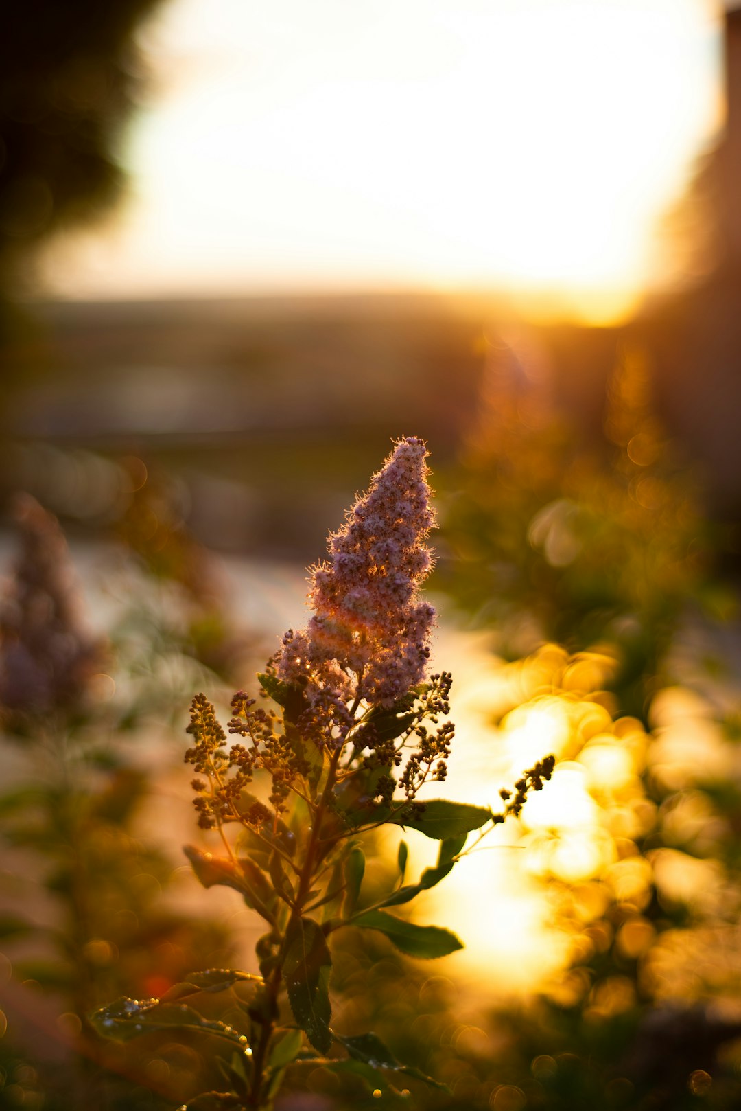 purple flowers in tilt shift lens