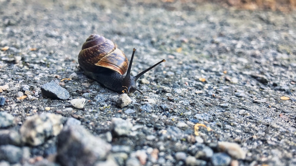 brown snail on gray and black ground