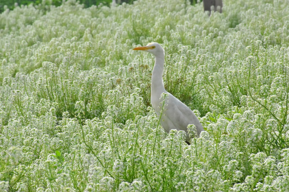 white bird on green grass field during daytime