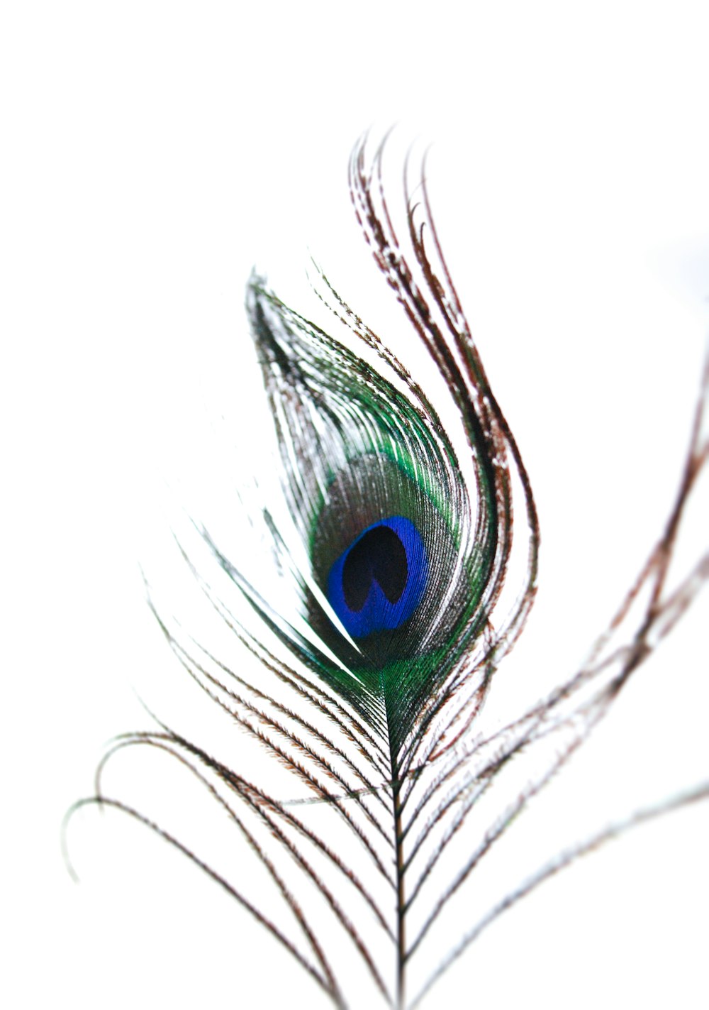 black and blue peacock feather