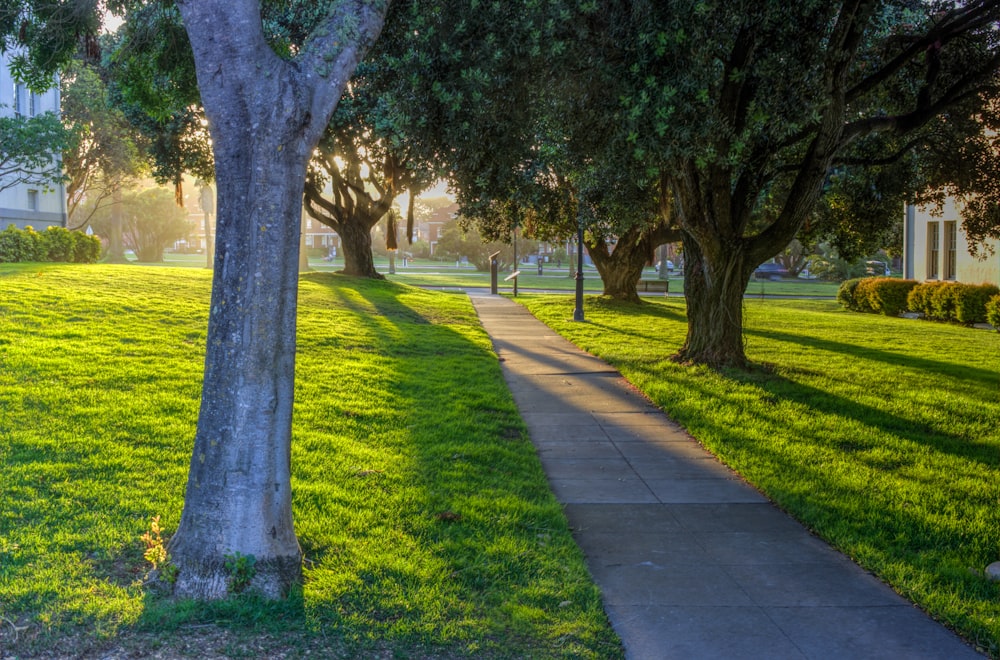 green grass field with trees during daytime