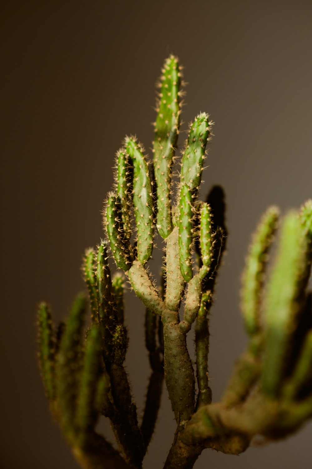 Planta verde en fotografía de primer plano