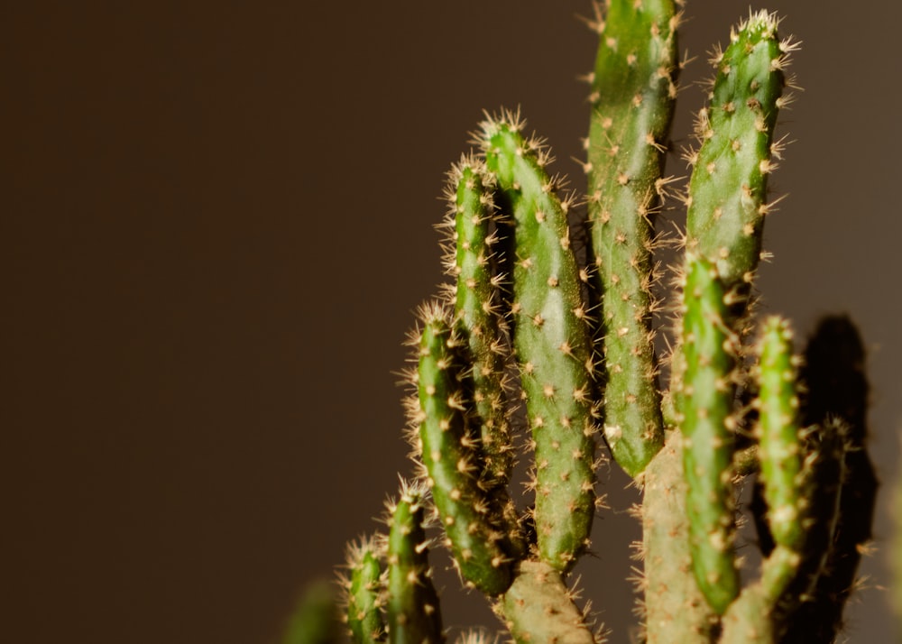 plante verte en gros plan photographie