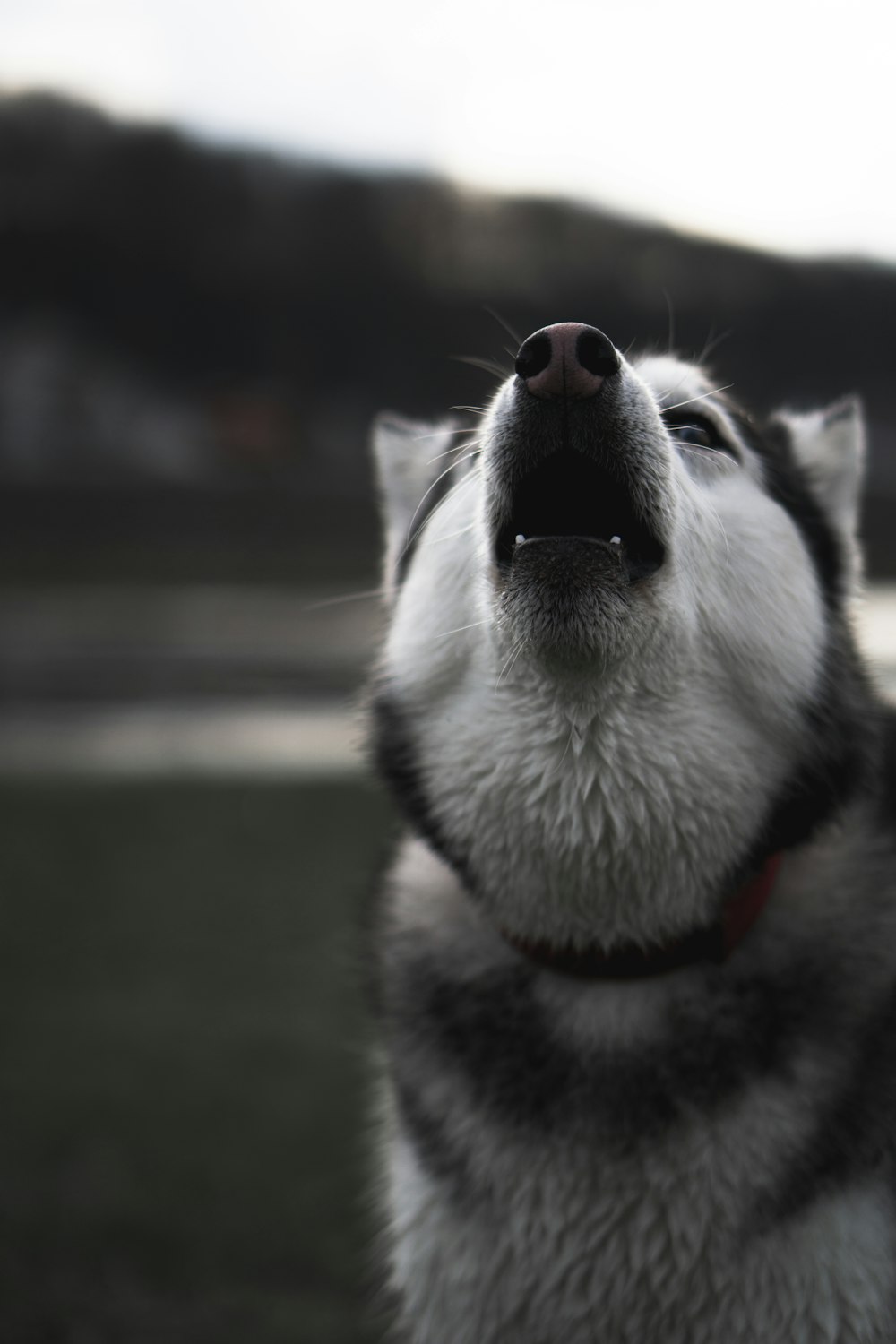 Husky sibérien blanc et noir sur le champ d’herbe verte pendant la journée