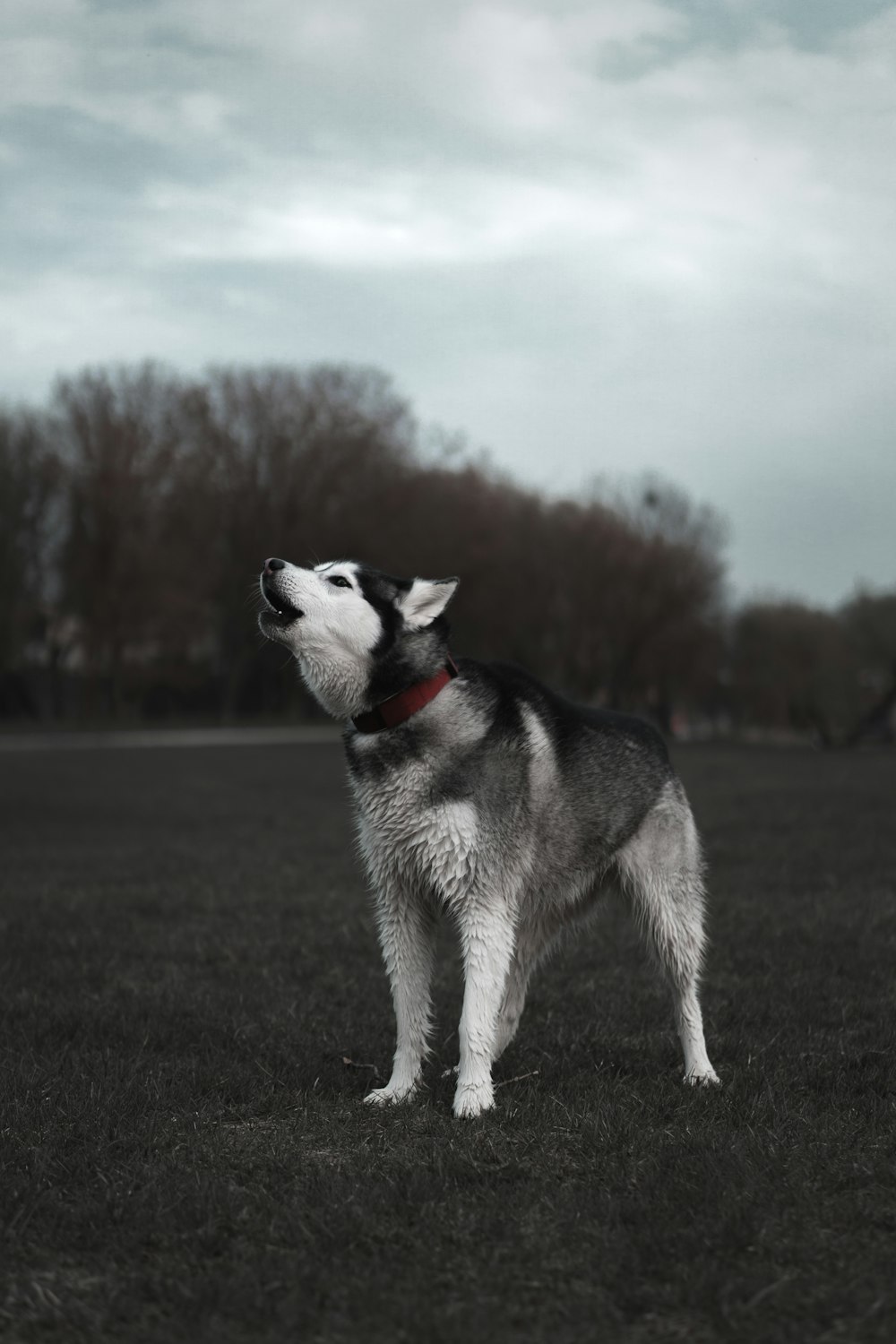 black and white siberian husky running on green grass field during daytime