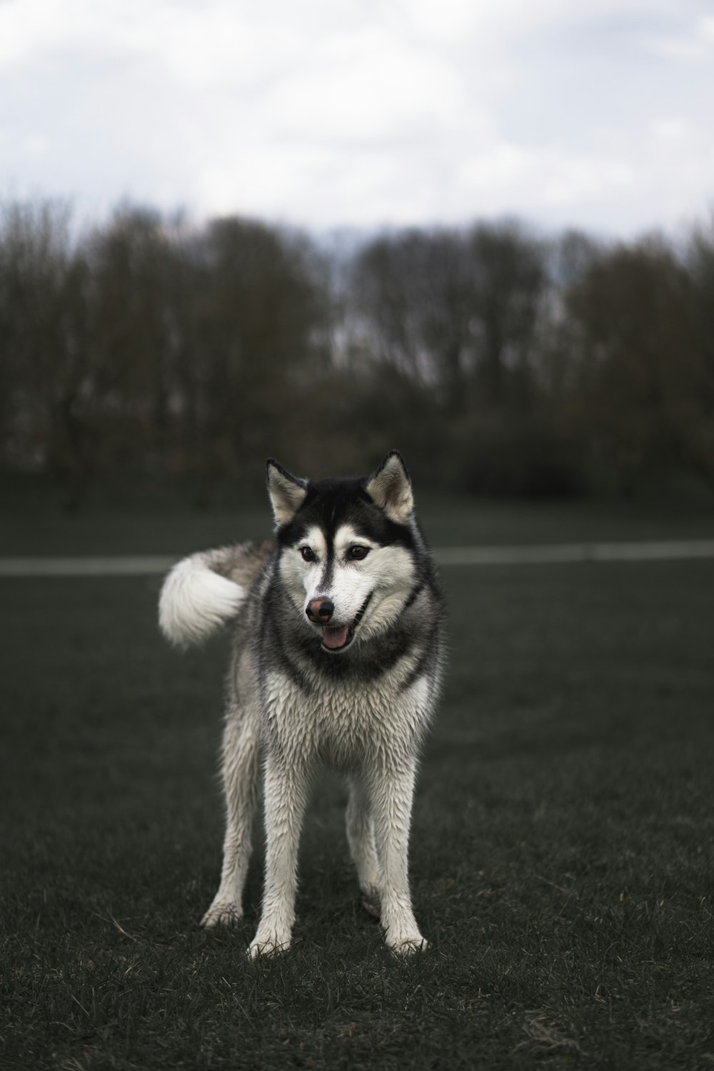 昼間の緑の芝生のフィールドに白と黒のシベリアン ハスキーの子犬の写真 Unsplashで見つけるペットの無料写真