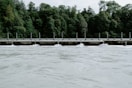 green trees near body of water during daytime