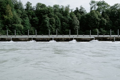 green trees near body of water during daytime