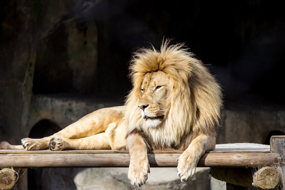 brown lion lying on ground