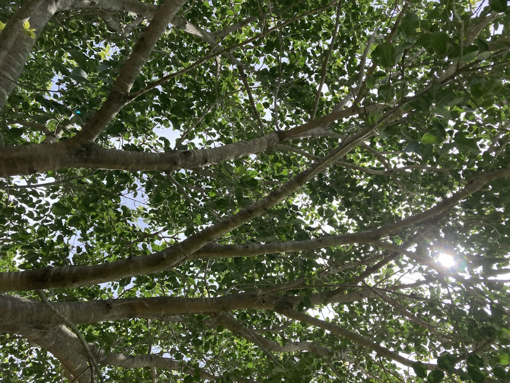 green and brown tree during daytime