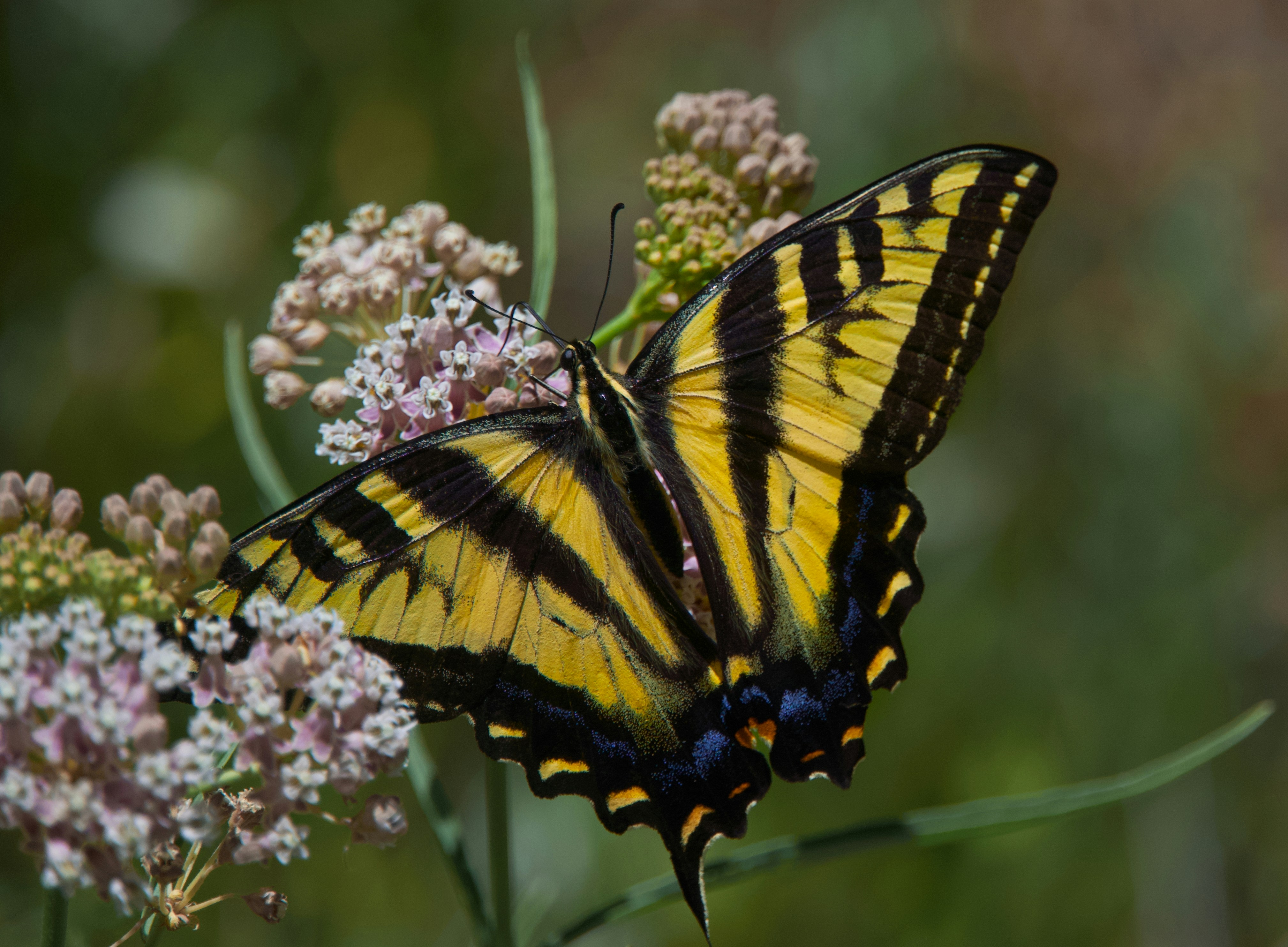 Photo by devonvauclin