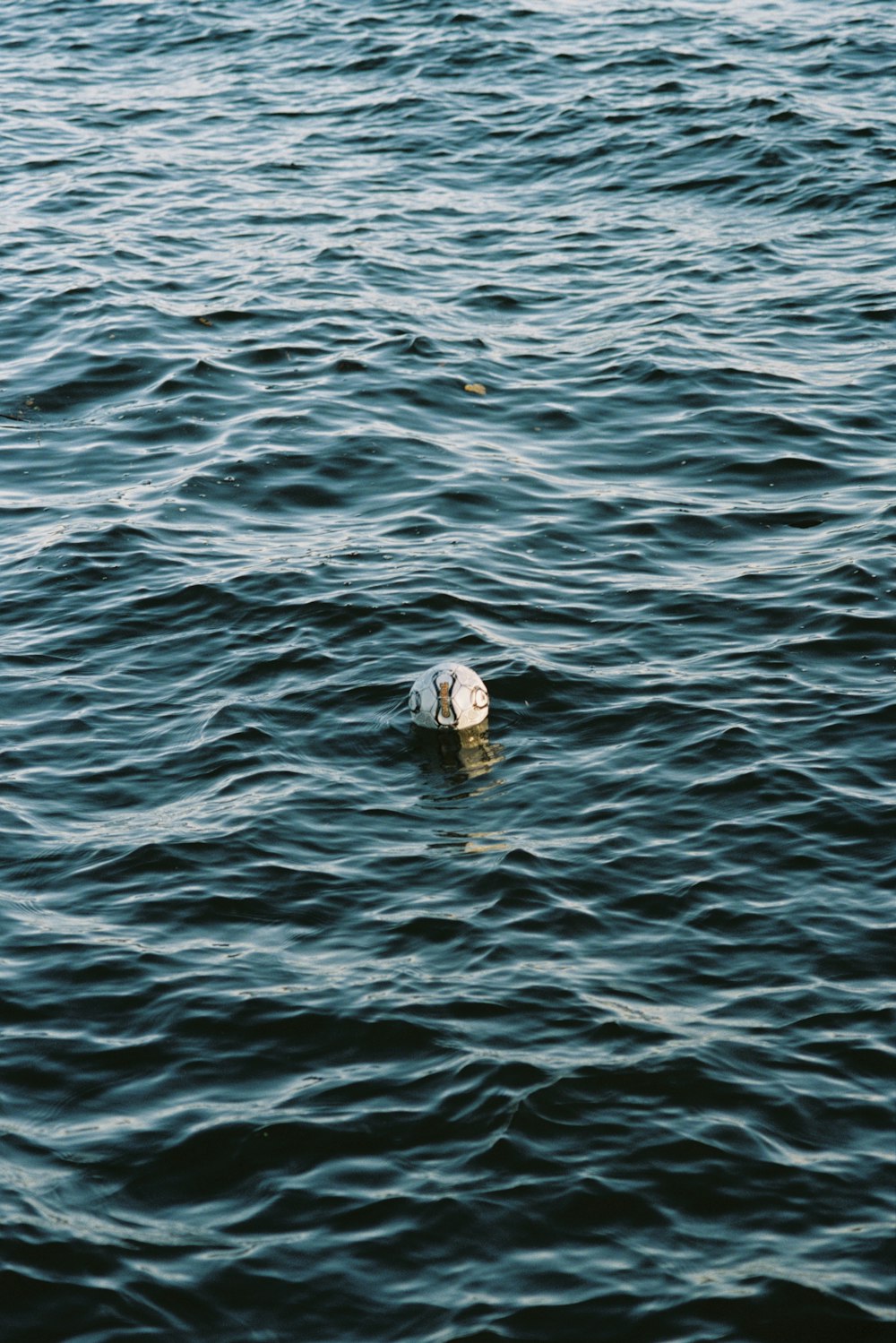 white and black duck on body of water during daytime