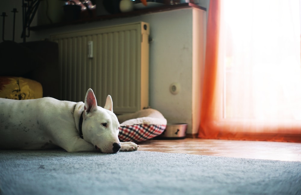 white short coat medium dog lying on bed