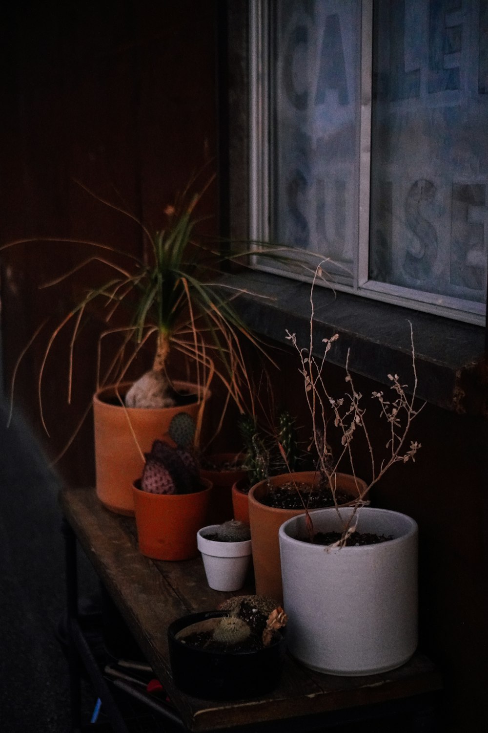 green potted plant on window